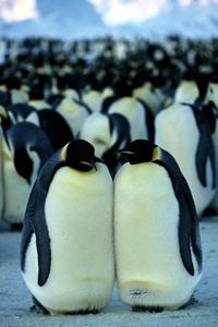  Gallery Penguins 10 Lg