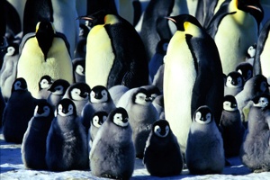  Gallery Penguins F1000056 Lg