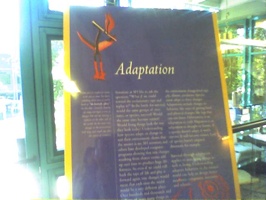 Afi-Adaptation