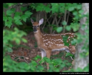 Curious-Deer-Large-Thumb-1